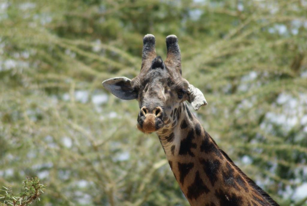 7-Day Tanzania Wildlife Safaris: Serengeti, Ngorongoro & Tarangire