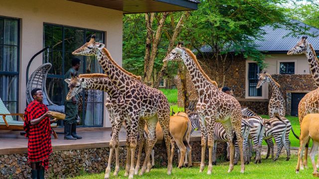 Giraffes-in-the-safari-lodge-during-8-day-tanzania-safari