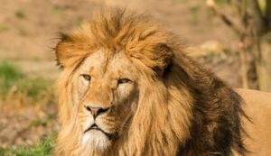 4-Day Serengeti & Ngorongoro Crater Safari for AFCON 2027 Visitors