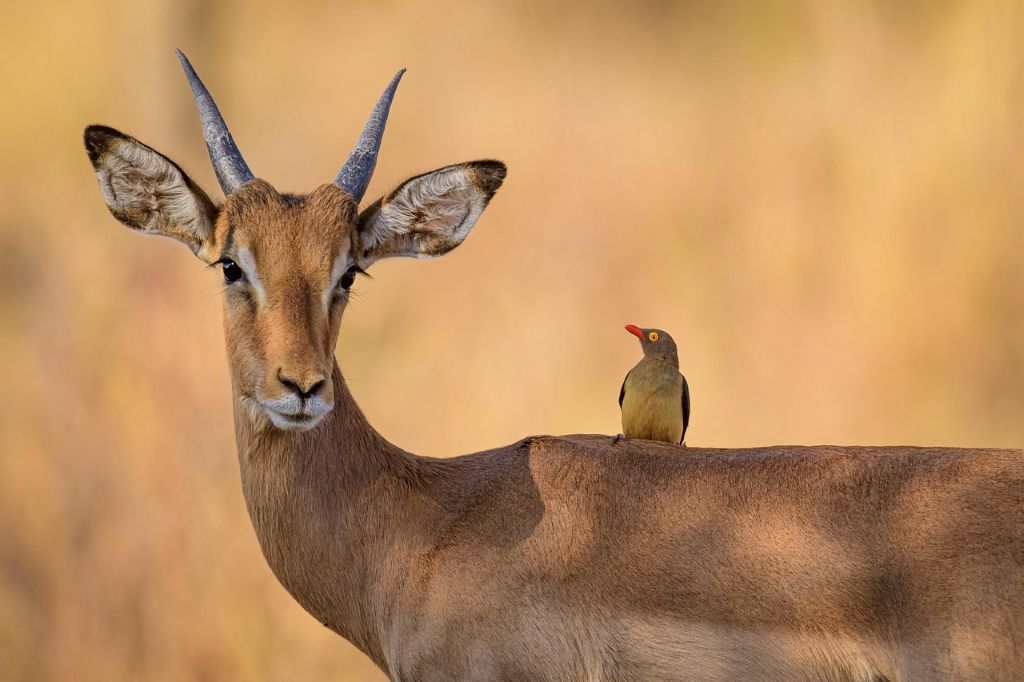 male-impala-during-photographic-safari