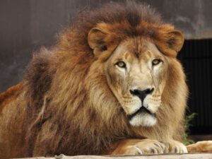 4-Day Serengeti & Ngorongoro Crater Safari for AFCON 2027 Visitors