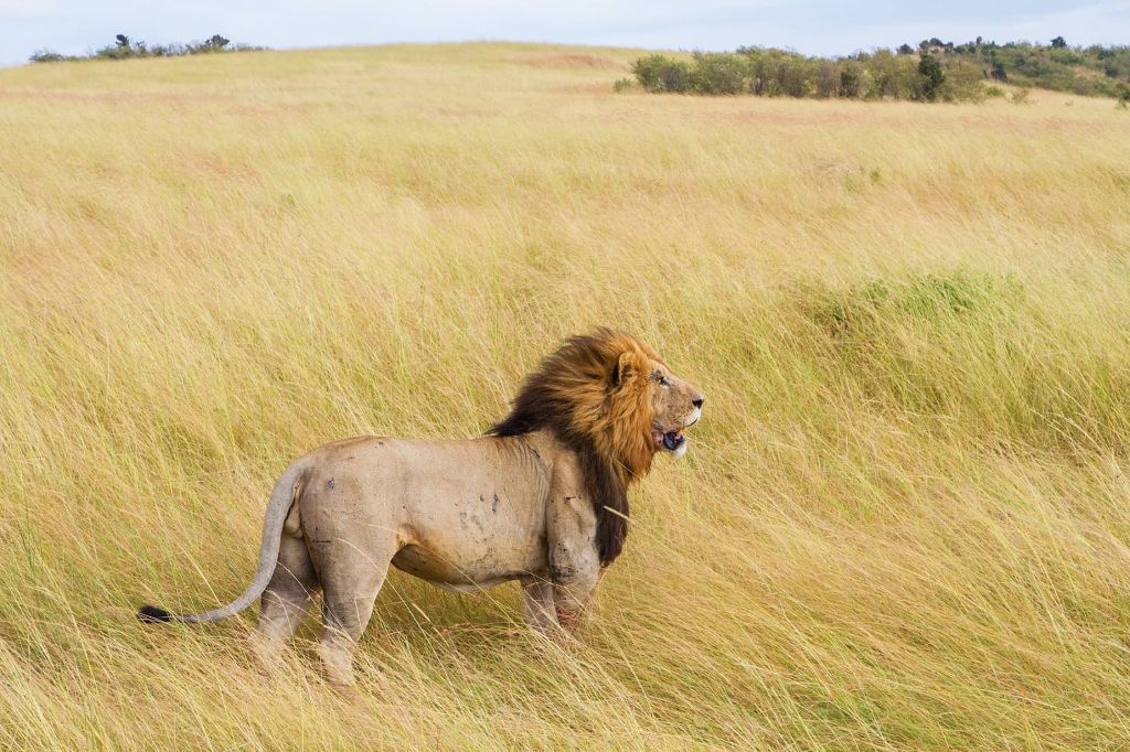 5-Day Lake Manyara, Serengeti & Ngorongoro Safari