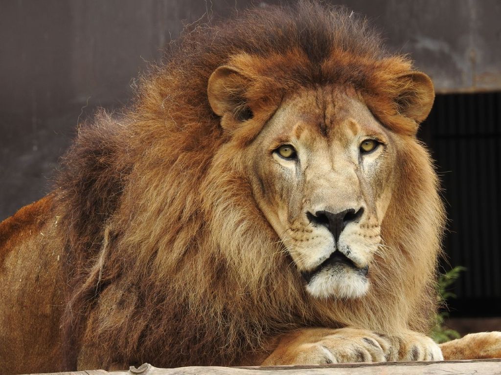 4-Day Serengeti & Ngorongoro Crater Safari for AFCON 2027 Visitors