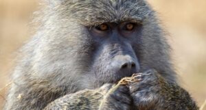 5-Day Lake Manyara, Serengeti & Ngorongoro Safari