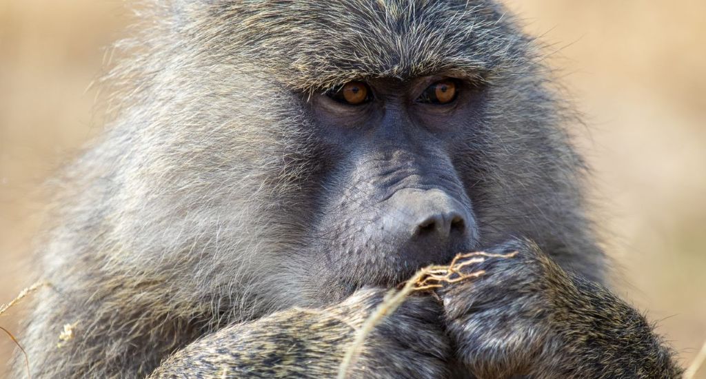 5-Day Lake Manyara, Serengeti & Ngorongoro Safari