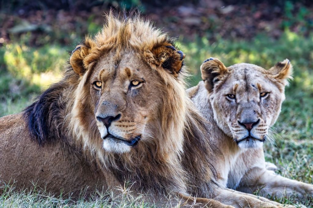 4-Day Serengeti & Ngorongoro Crater Safari for AFCON 2027 Visitors
