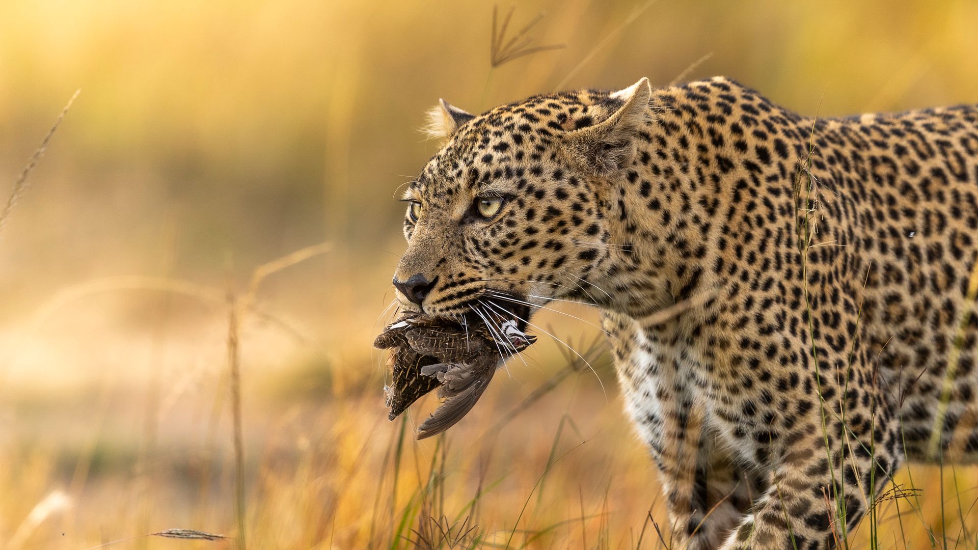 8 Day Tanzania Safari | Wildlife & Cultural Tour