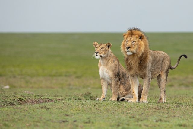 lmale-and-female-lions-during-ngorongoro-safari