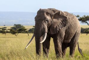 2-Day Tarangire & Ngorongoro Crater Safari Itinerary