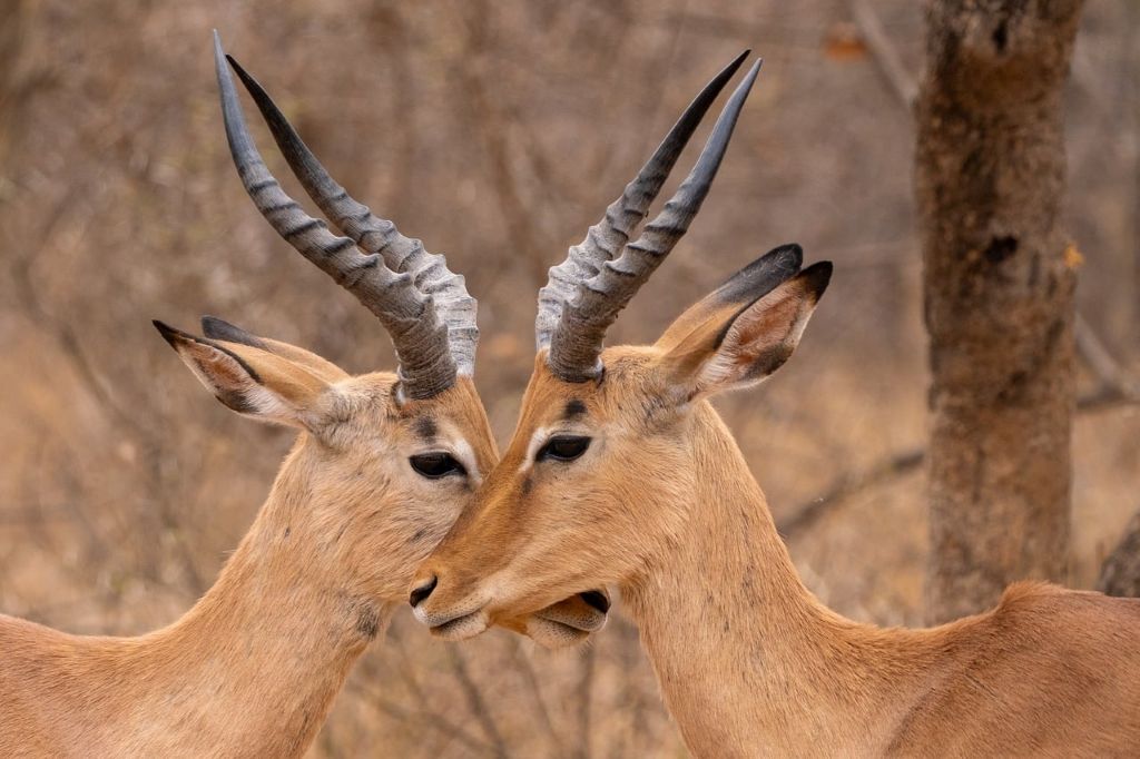 7-Day Northern Tanzania Safari | Serengeti, Ngorongoro, Tarangire & Lake Manyara