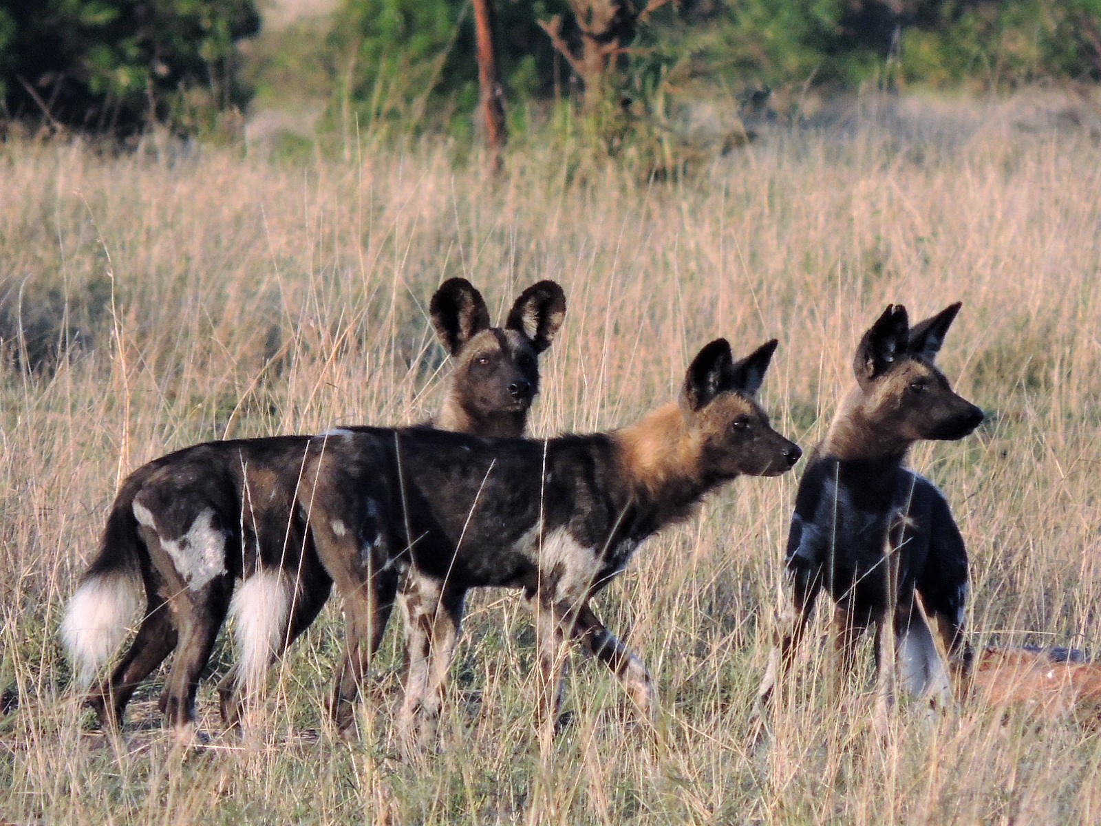 Nyerere National Park – Safari Guide, Wildlife & Things to Do