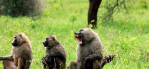 5-Day Lake Manyara, Serengeti & Ngorongoro Safari
