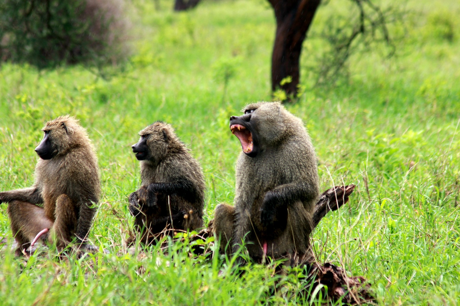 5-Day Lake Manyara, Serengeti & Ngorongoro Safari
