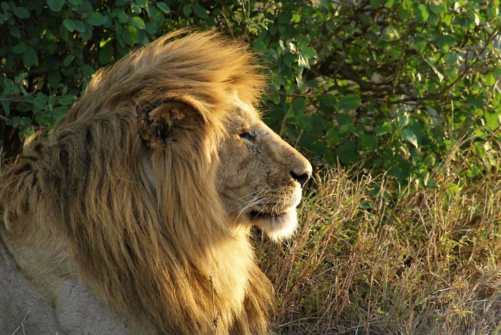 Soul of Tanzania Safari – 8 Days in Serengeti, Ngorongoro & Tarangire