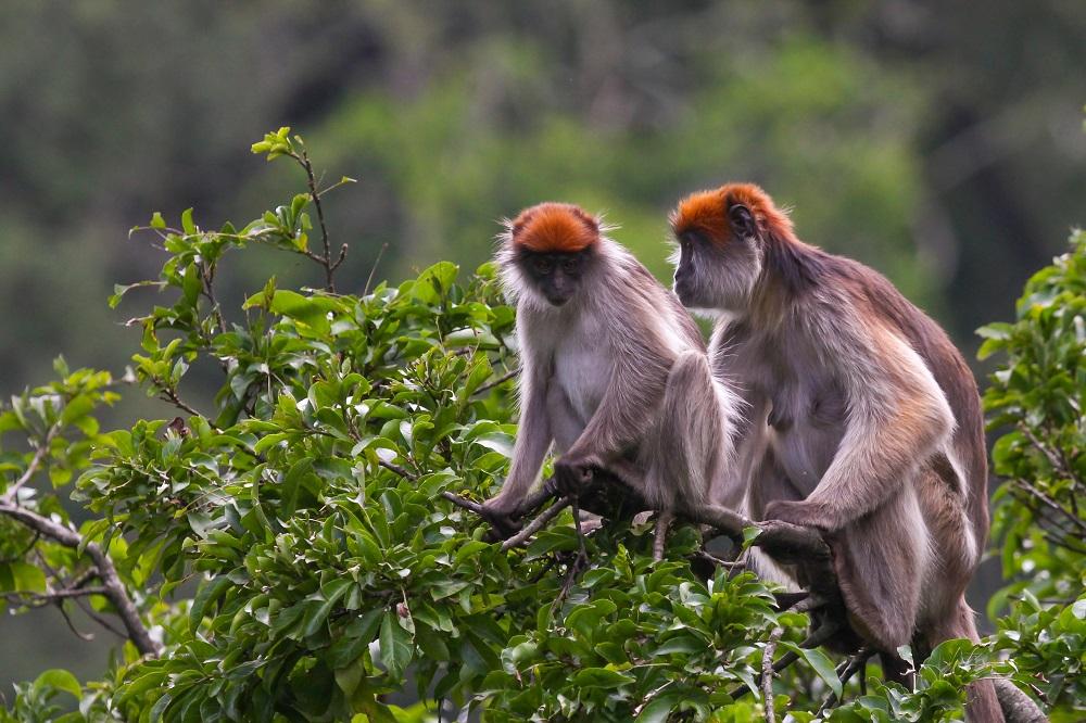 Udzungwa Mountains National Park – Safari Guide, Wildlife & Things to Do