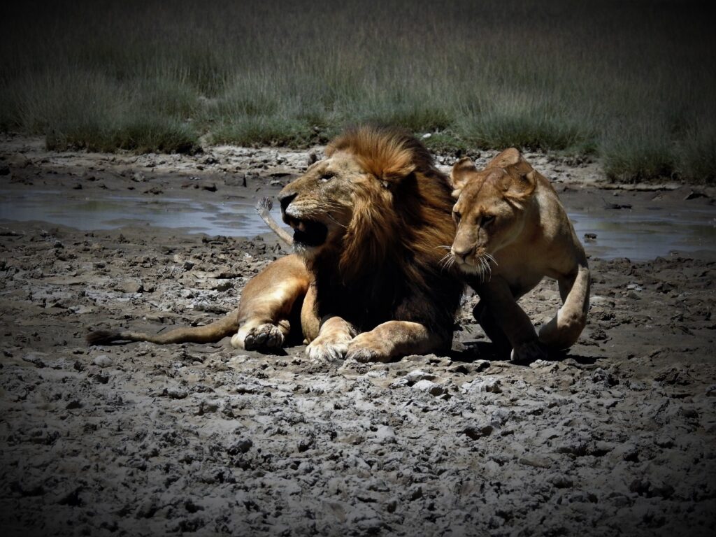 lions-in-honeymoon-captured-in-serengeti-during-tanzania-honeymoon-safaris