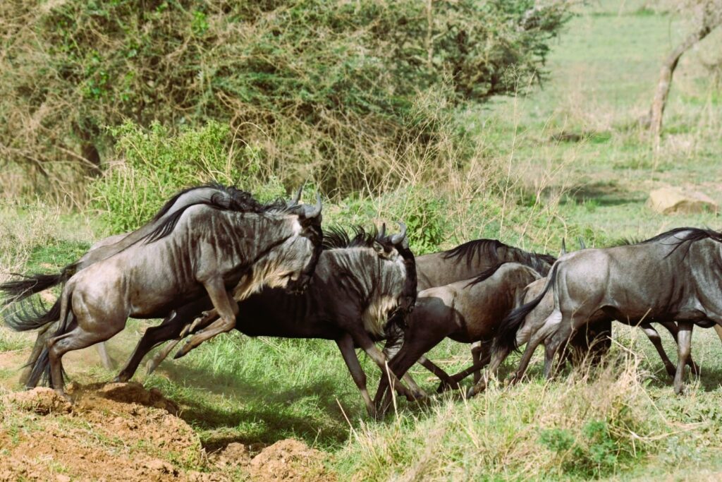 wildebeests-galloping-across-the-serengeti-during-their-great-migration