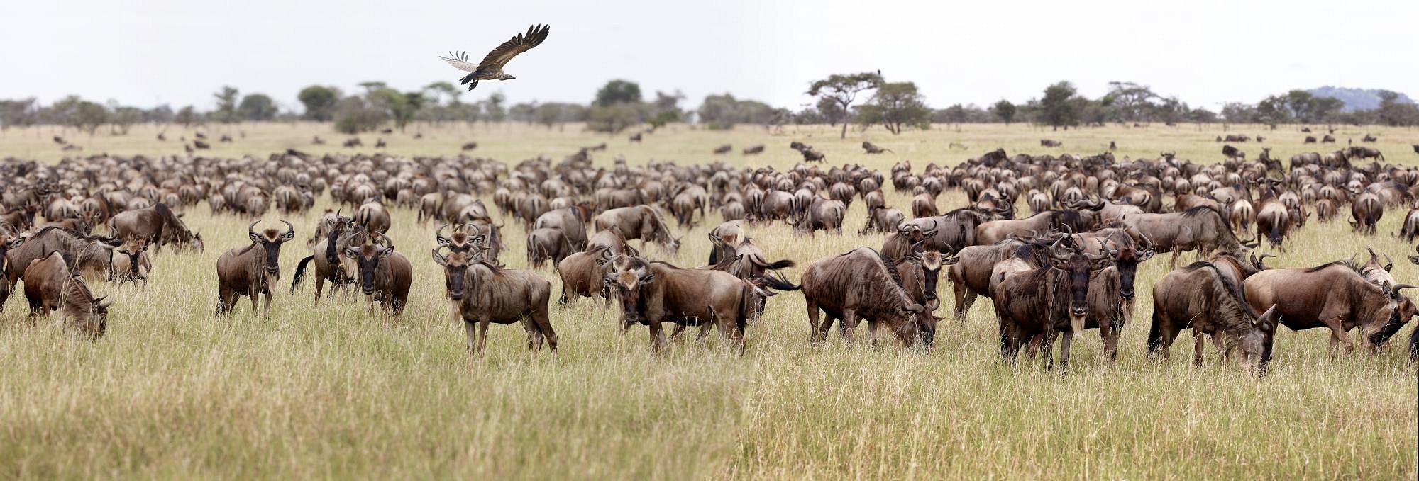 Serengeti National Park