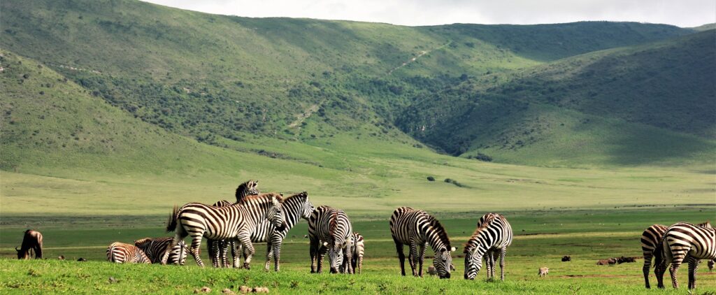 Zebra-herd-in-Ngorongoro-Conservation-Area-in-Tanzania