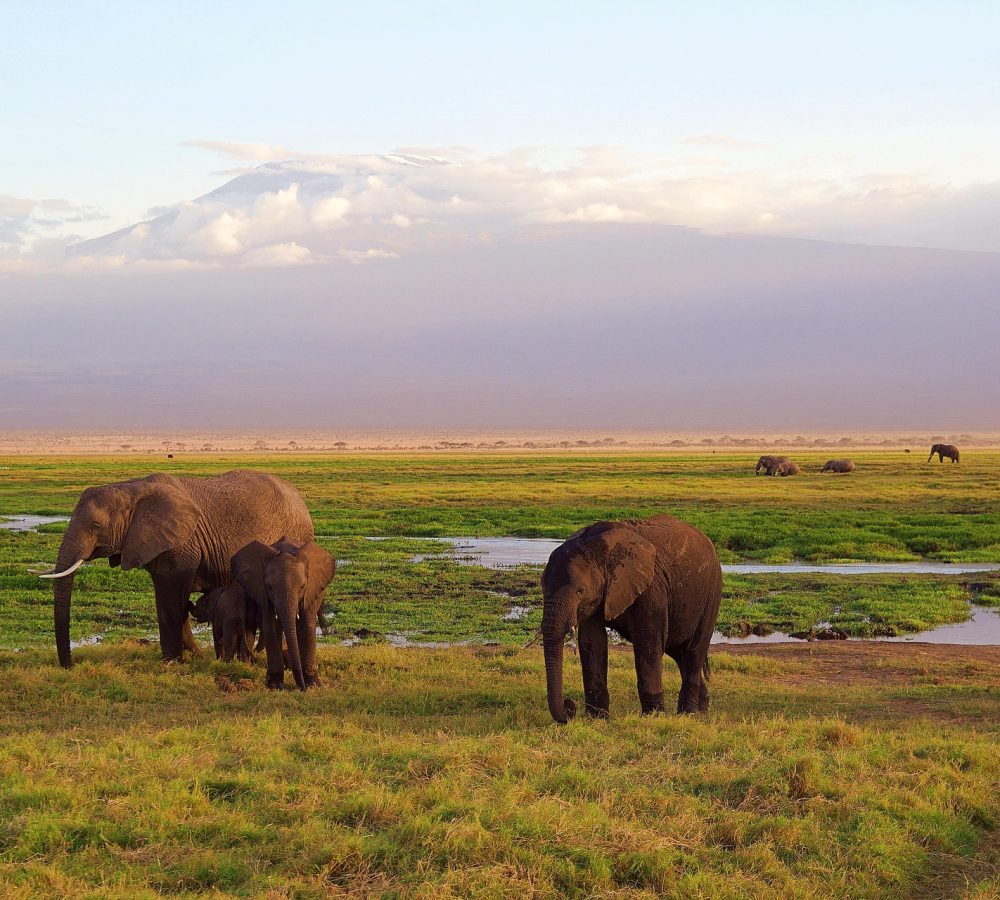 Elephants-near-mount-Kilimanjaro-during-Tanzania-safari-and-Kilimanjaro -trks