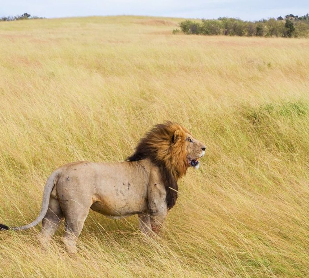 Male-lion-in-the-Serengeti-plains-during-safari
